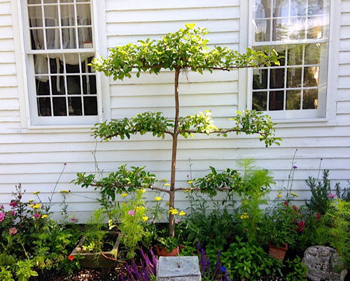 Espaliered Tree