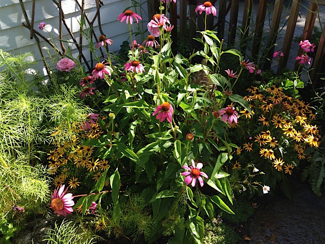 Echinacea