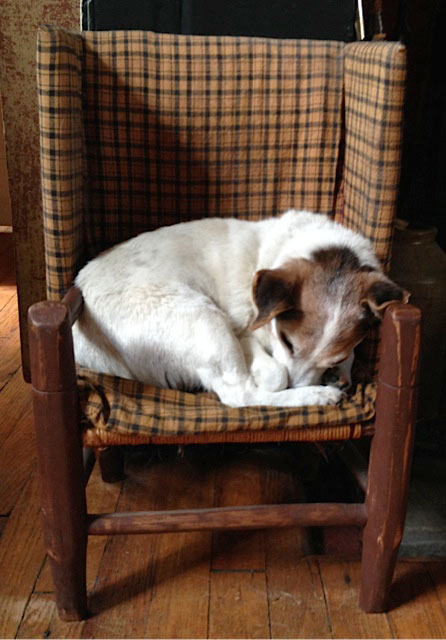 Annie, at 17 1/2, napping in her favorite chair