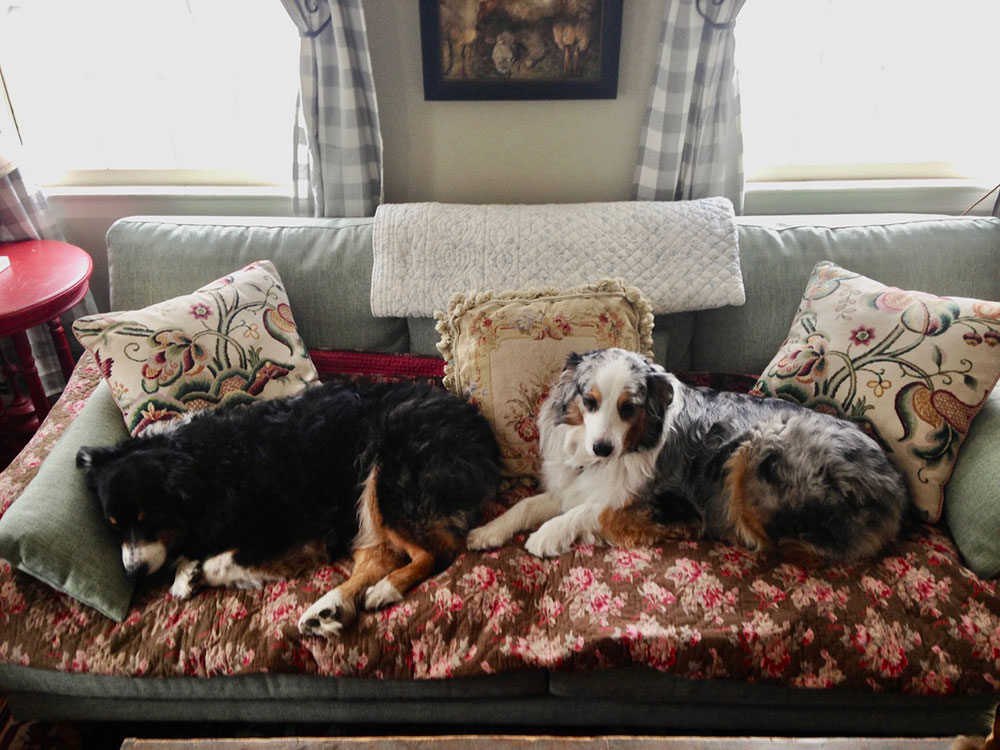 Dogs on Couch