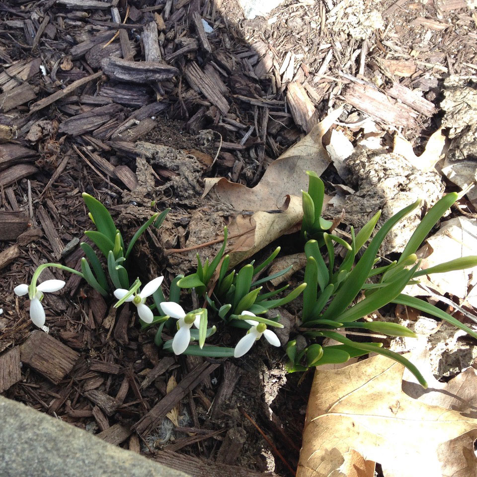 Spring Blooms